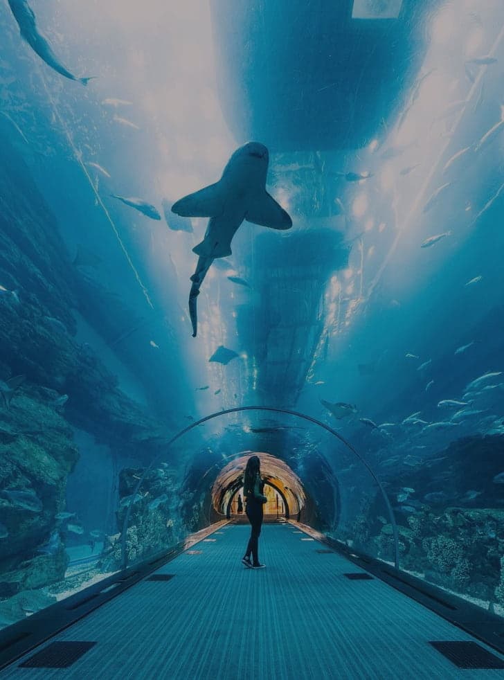Acuario de Dubai