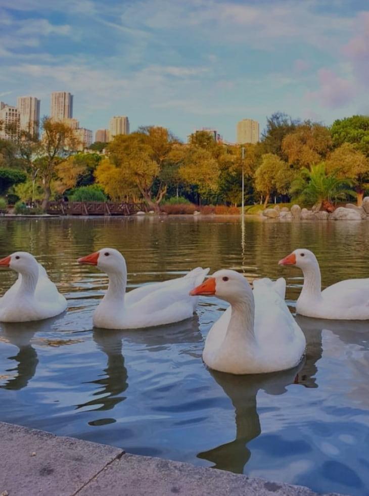 Bahçeşehir Pond Park