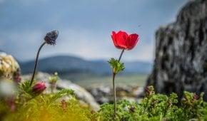 Endemic Plants and Flora of Turkey