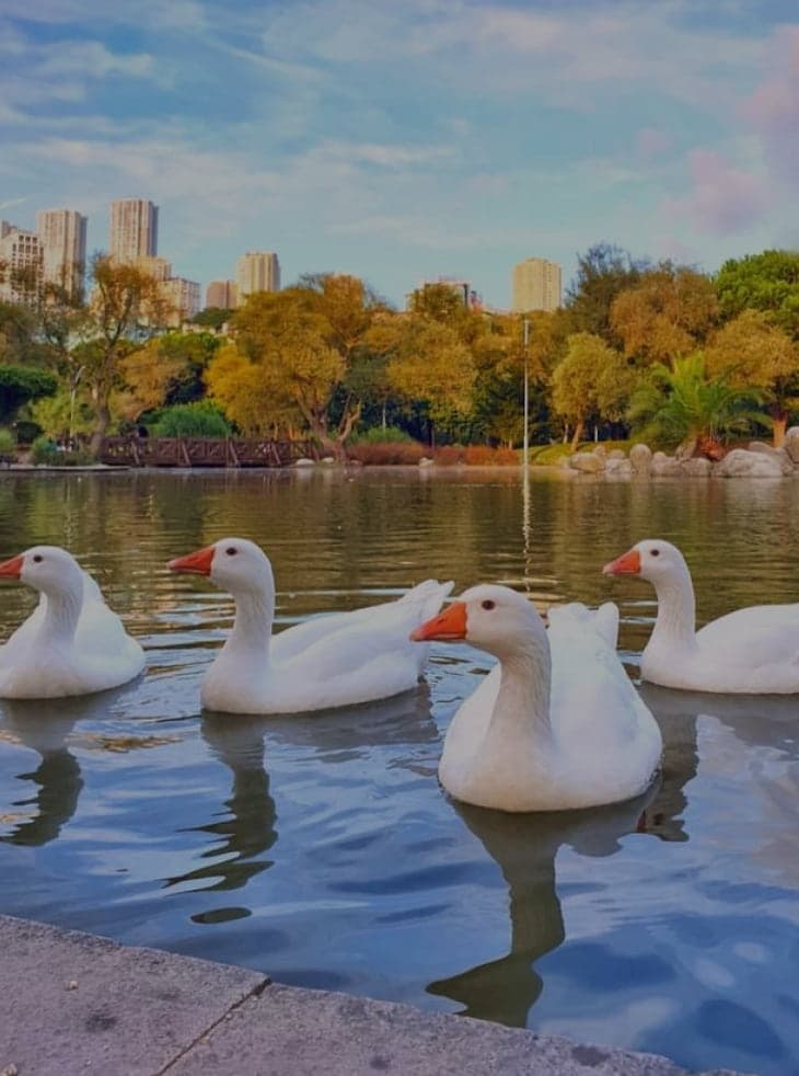 Parc de l'étang de Bahcesehir