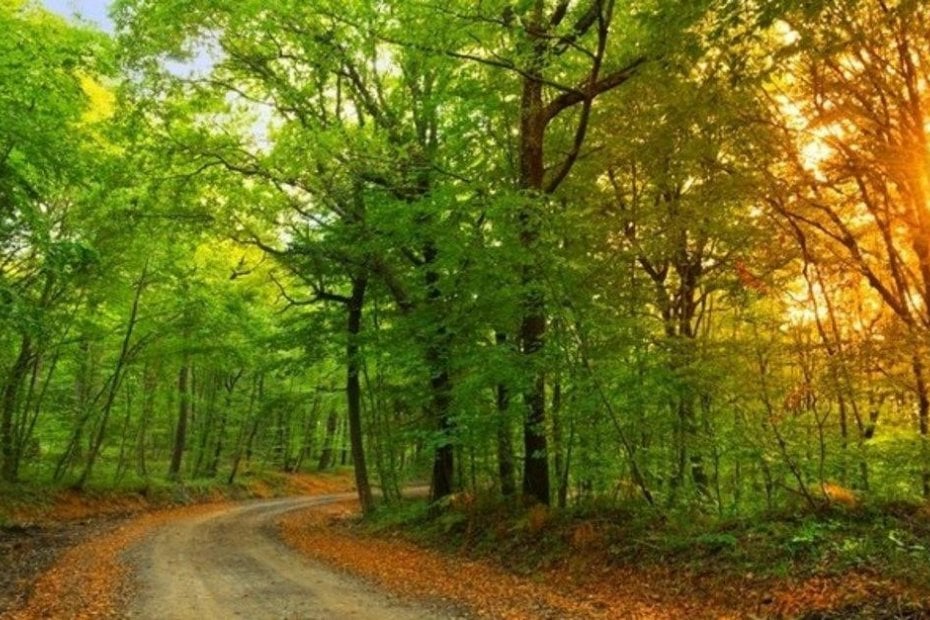 Ausgehen während einer Pandemie: Parks und städtische Freiflächen zu besuchen image1