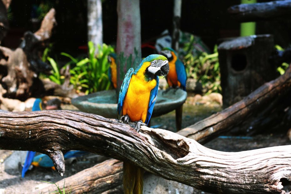 土耳其的动物园和水族馆 image1